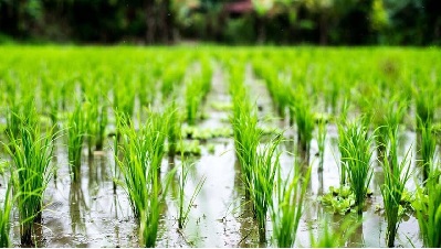 اجرایی شدن طرح کشاورزی قراردادی برنج در استان‌های شمالی کشور